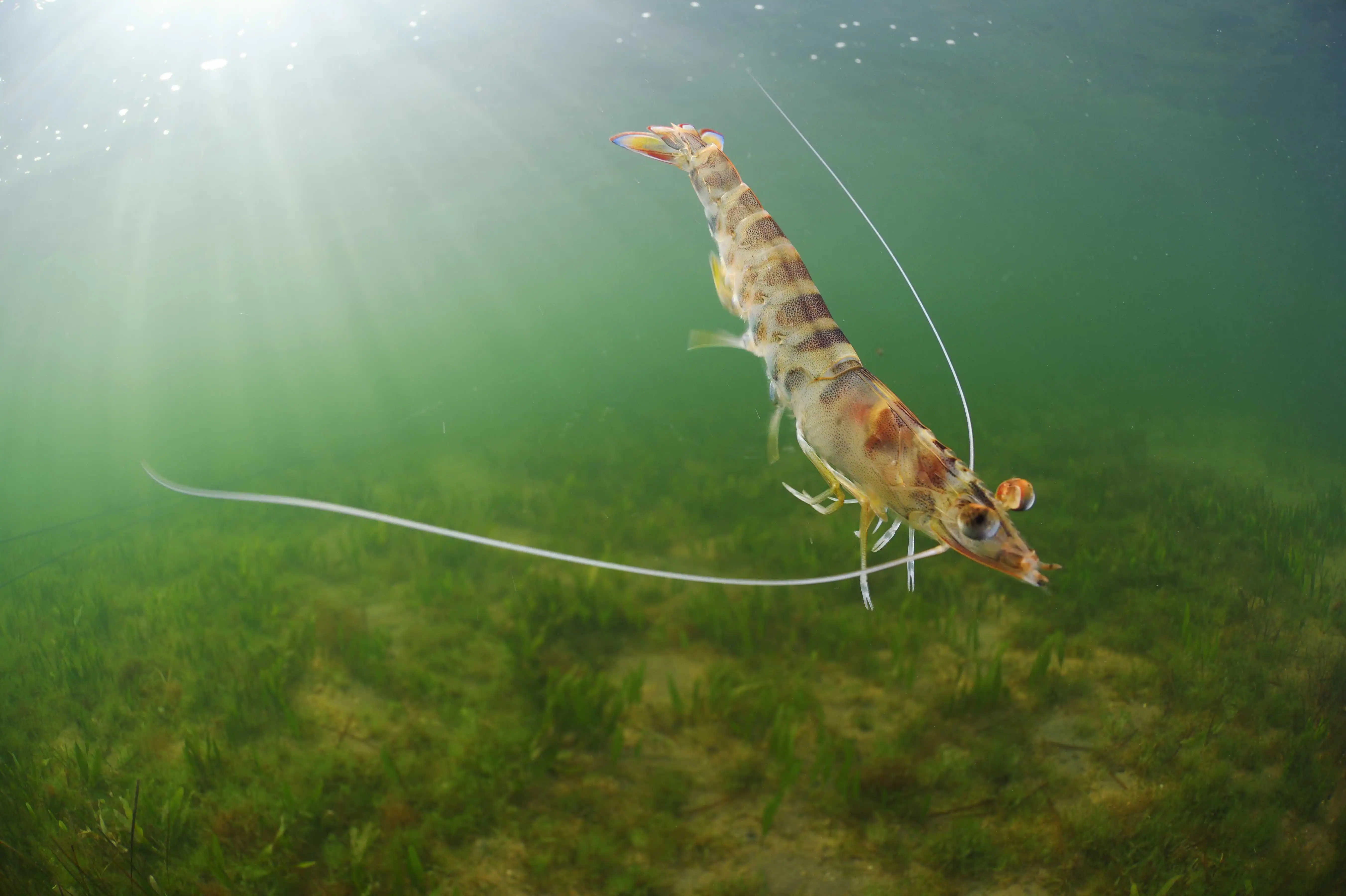 foto_langostino