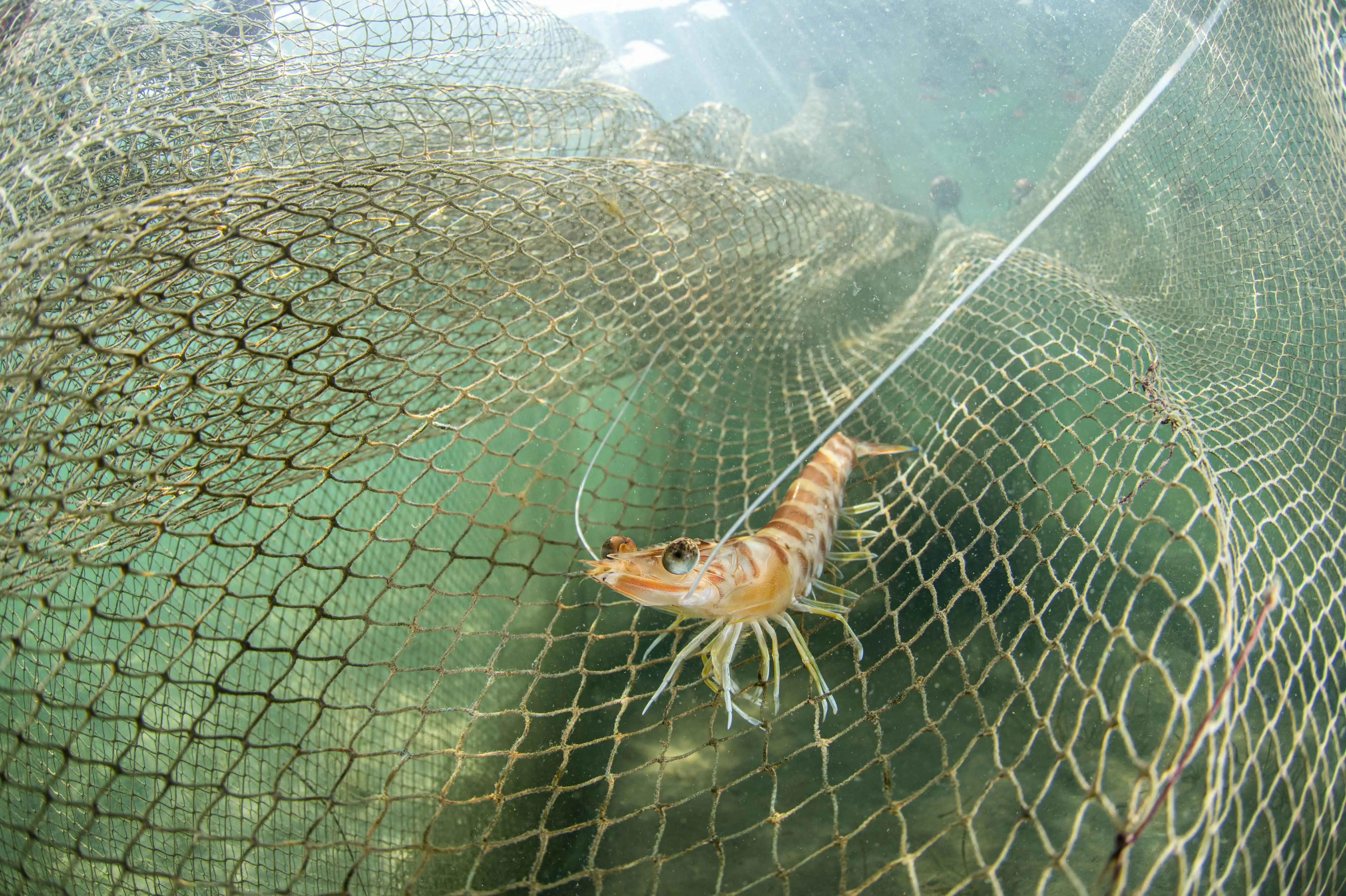 foto_langostino2